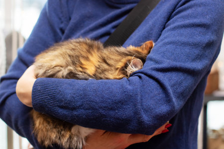 Kitten in the arms of a girl close upの写真素材