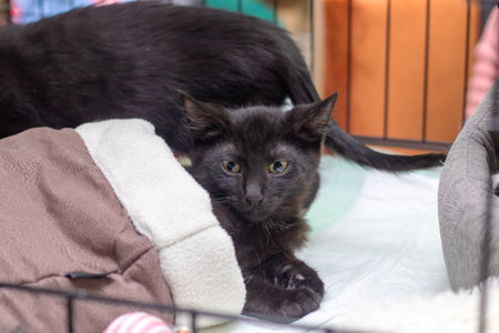 Black fluffy kitten with yellow eyes close upの写真素材