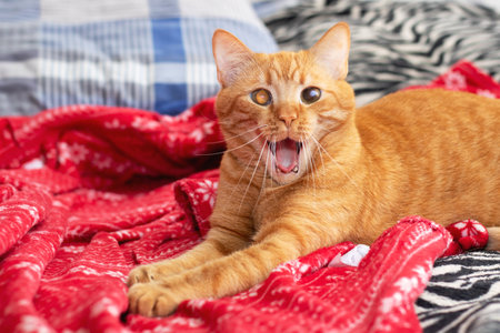 Funny cat with open mouth at home close upの写真素材