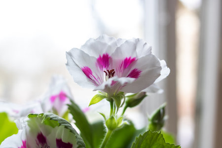 Fluffy Purple House Plant Flowers in sunlight close upの写真素材