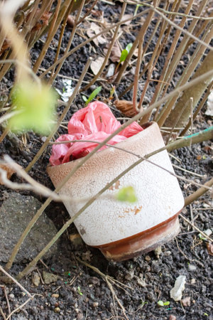 An old flower pot lies by a bush close upの写真素材