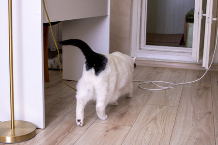 Big fat white cat lying on the floor in the sun close upの写真素材