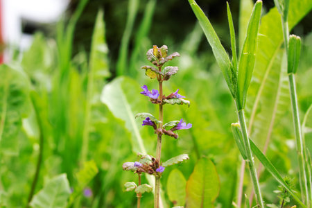 Small purple flowers among green grass close upの写真素材
