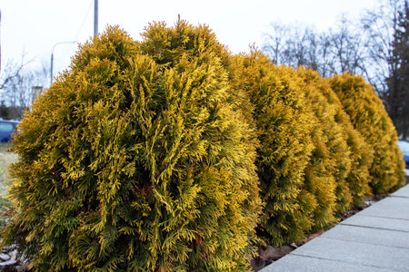 Yellow evergreen shrubs on the lawn close upの写真素材