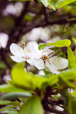 Small white flower on a branch with green leaves close upの写真素材
