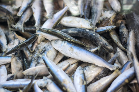 Gray small frozen fish close up, background or textureの写真素材