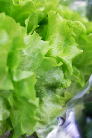 Green lettuce leaves in cellophane packaging close up