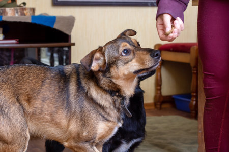 Brown dog with floppy ears close up portraitの写真素材