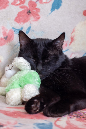 Big black cat at home close up portraitの写真素材