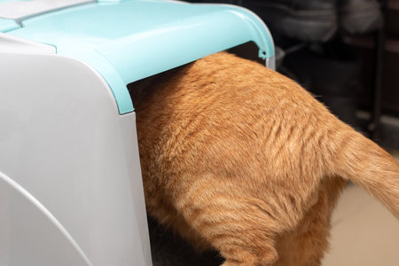 Ginger cat enters a closed litter box close upの写真素材