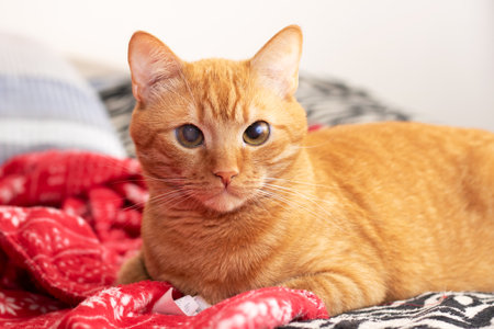 Cute ginger cat lying on the bed close upの写真素材