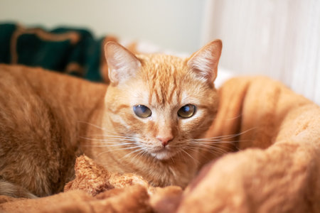 Funny ginger cat lying on a couch close upの写真素材