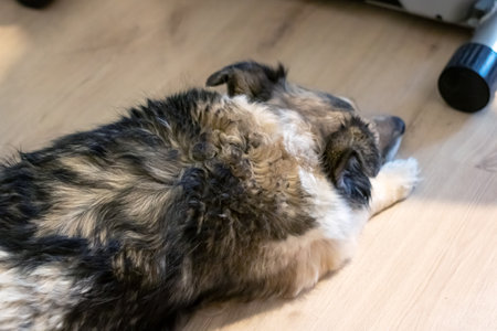 Gray dog sleeping on the floor of the houseの写真素材