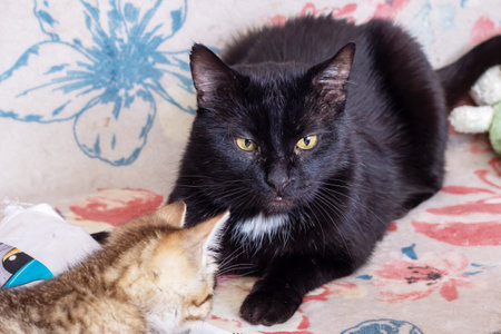 Big black cat at home close up portraitの写真素材