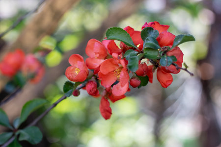 Small red flowers on a tree branch close upの写真素材