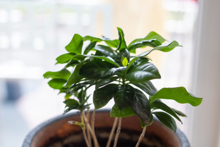 Green leaves of a house plant on the windowsill close upの写真素材
