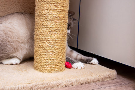 Gray cat sitting at cat toys close upの写真素材