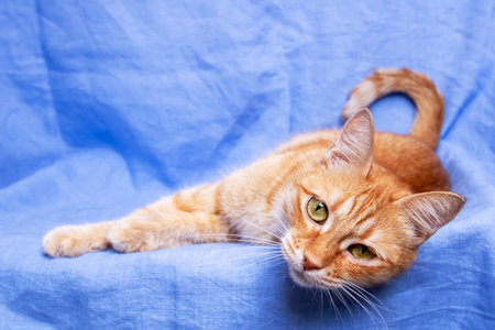 Ginger cat lying on blue background close upの写真素材