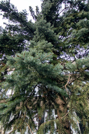 Lush branch of green spruce close up, macrophotoの写真素材