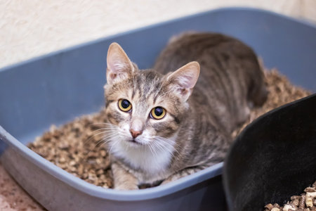 Gray kitten lying in litter box close upの写真素材