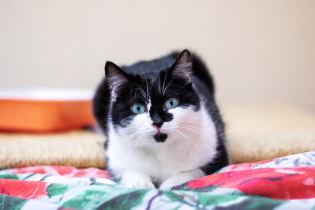 Cheerful black and white cat lying on the bed close upの写真素材