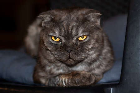 Gray exotic cat lying on a bed close upの写真素材