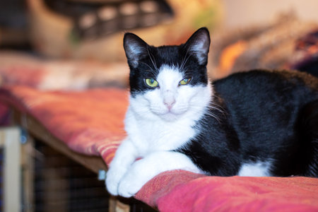Cheerful black and white cat lying on the bed close upの写真素材