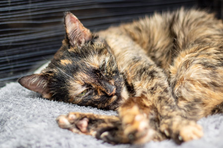 Little tricolor cat sleeping in a bed close upの写真素材