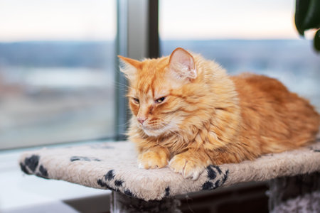 Red fluffy Maine resting at home close upの写真素材