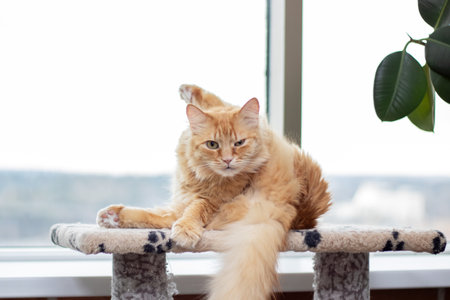 Red fluffy Maine resting at home close upの写真素材