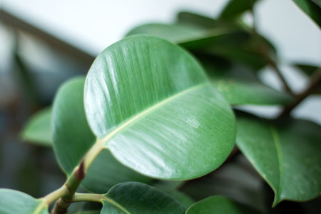 Green leaves of lush houseplant close up, backgroundの写真素材
