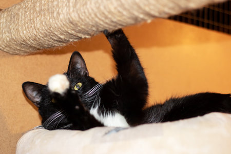 Cheerful black and white cat lying on the bed close upの写真素材