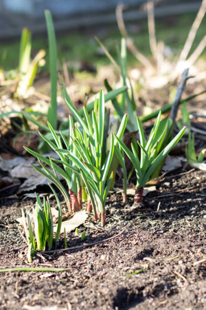 Green small grass sprouts in early spring close upの写真素材