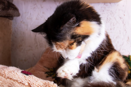 Funny tricolor cat at home, close up portraitの写真素材