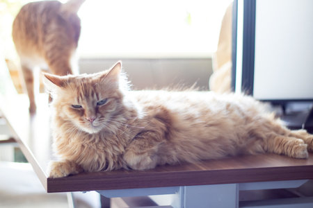 Red fluffy Maine resting at home close upの写真素材