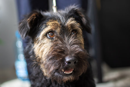 Close up of a Schnauzer, a small terrier breed, looking directly at the cameraの写真素材