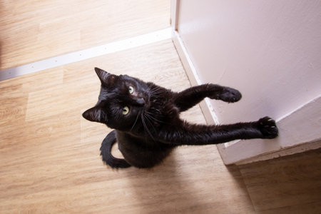 Black cat stretching its paw towards the camera close upの写真素材