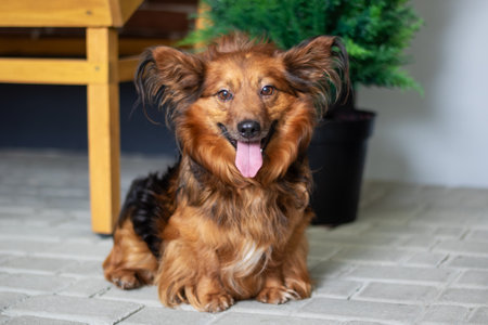 A liver and fawncolored dog, possibly a Water dog or a Sporting Group breed, is lounging on the floor with its tongue hanging outの写真素材
