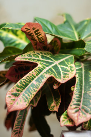 A closeup of a terrestrial plant with green and red leaves, showing a beautiful pattern of colors on the plants foliage and stemの写真素材