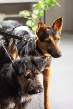 A pack of Canidae, carnivorous terrestrial animals, including various dog breeds from the Sporting Group, stand side by side on a leash, sharing a bond as working dogs with distinctive snoutsの写真素材
