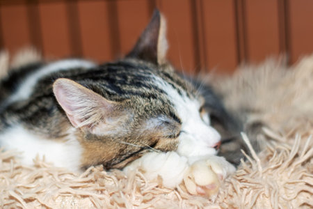 Felidae gazes at the camera while lounging on a fluffy blanket close upの写真素材