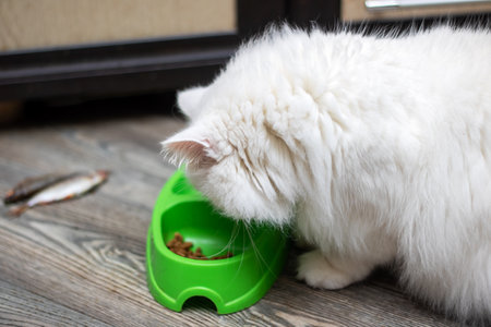 A Felidae carnivore, the white cat with whiskers is eating food from a green bowl. This small to medium-sized mammal is a popular pet supply, known for its keen vision careの写真素材