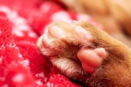 A closeup of a Felidaes Leg on a red blanket, showing their Whiskers, Snout, and Nail. The small to medium-sized cats gesture is captured near a windowの写真素材