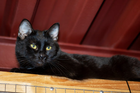 A Bombay, a domestic shorthaired cat, with yellow eyes is lounging on a wooden shelf. This small to medium-sized cat is a carnivorous felidae with whiskers and a black coatの写真素材