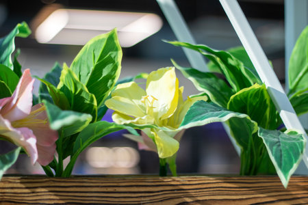 A bright yellow flower sits among lush green leaves in a wooden flowerpot, creating a beautiful contrast of colors and textures in this houseplant arrangementの写真素材