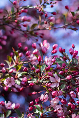 A closeup of a flowering cherry blossom tree with pink and white petals, a beautiful annual plant...
