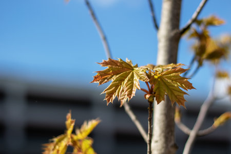 A macro photography shot featuring a twig from a deciduous tree with vibrant yellow leaves, set...