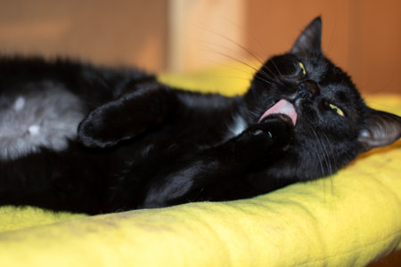 A Bombay cat, a small to medium sized Felidae carnivore, is comfortably lounging on a yellow blanket with its tongue out and whiskers twitchingの写真素材