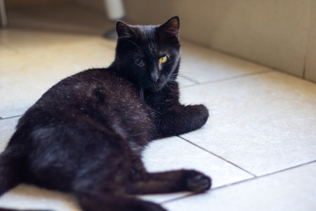 A black cat with striking yellow eyes is lounging on the cool tiled floor, embodying the essence of a small to medium sized carnivorous feline creatureの写真素材