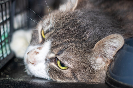 A cat is laying down in a cage, gazing at the camera with its mesmerizing eyes, showing its whiskers...
